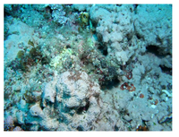 Marinedrugs 10 02103 g001 200
