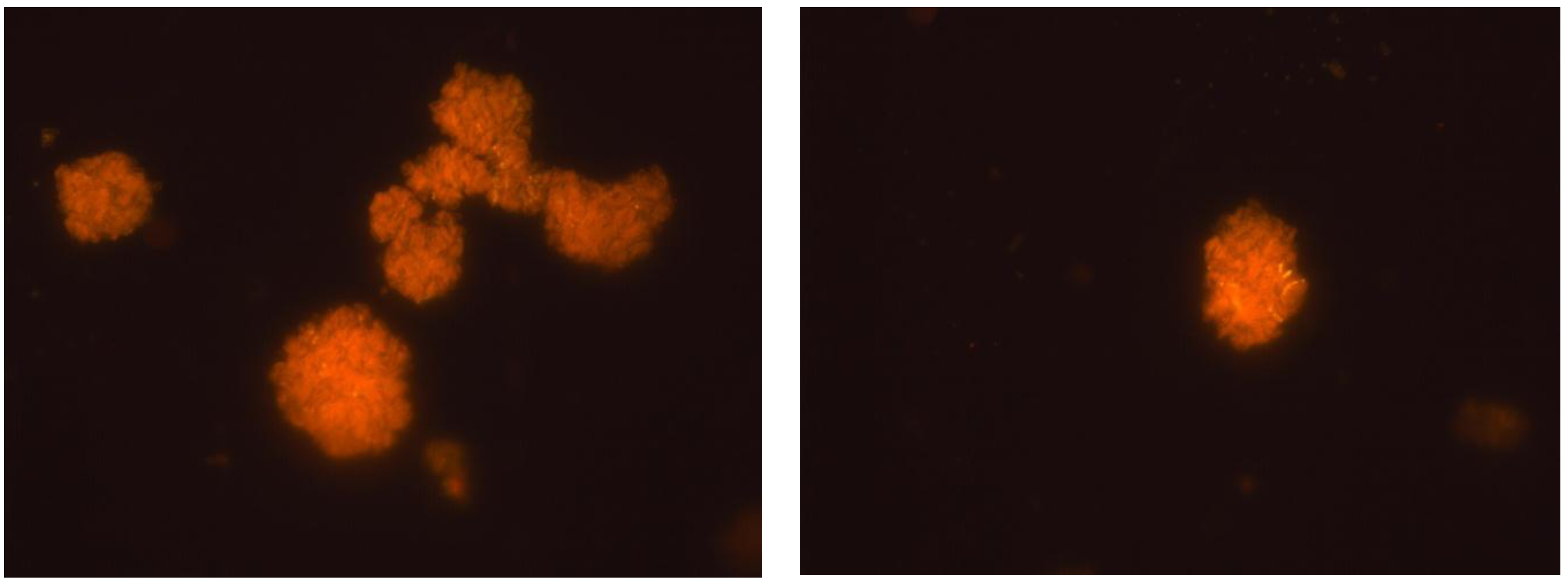 Marinedrugs 10 02698 g002