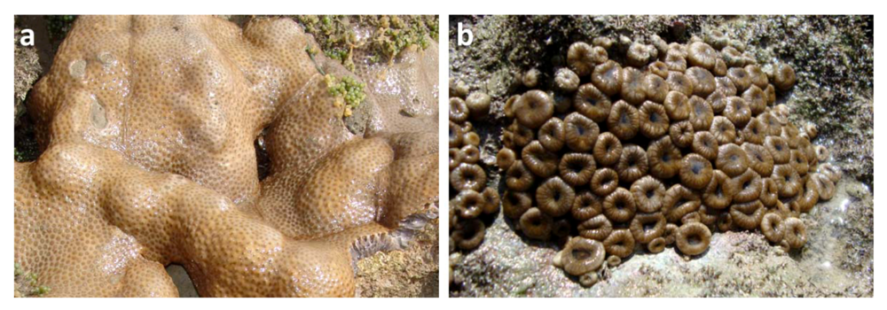 Marinedrugs 10 02846 g001