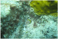 Marinedrugs 11 02203 g001 200