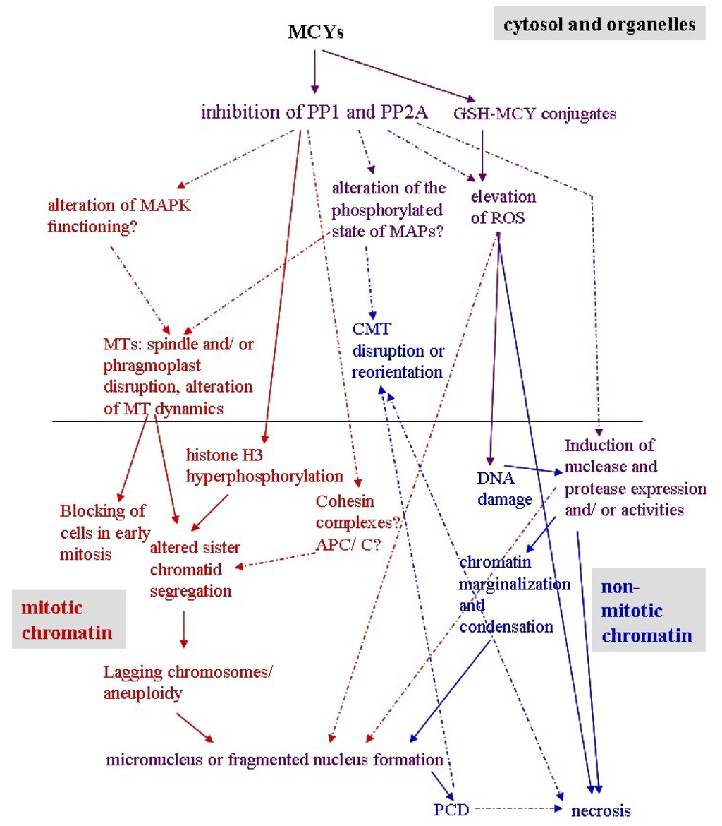 marine drugs special issue cytogenetic and molecular effects of neolithic and paleolithic venn diagram