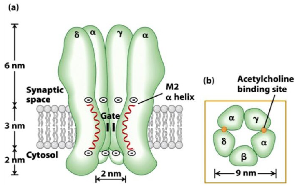 protein folding misfolding