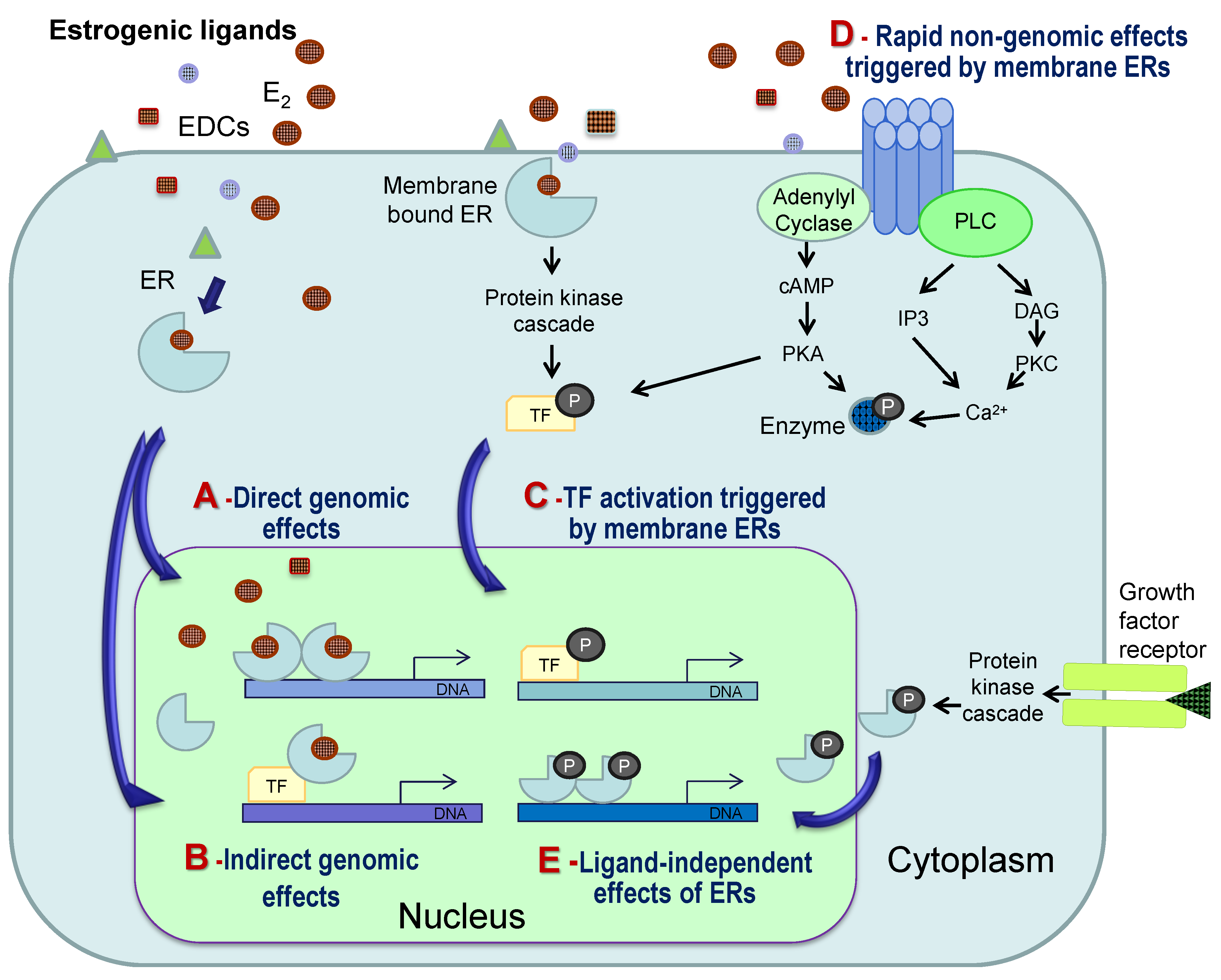 Marine Drugs | Free Full-Text | Effects of Estrogens and Estrogenic