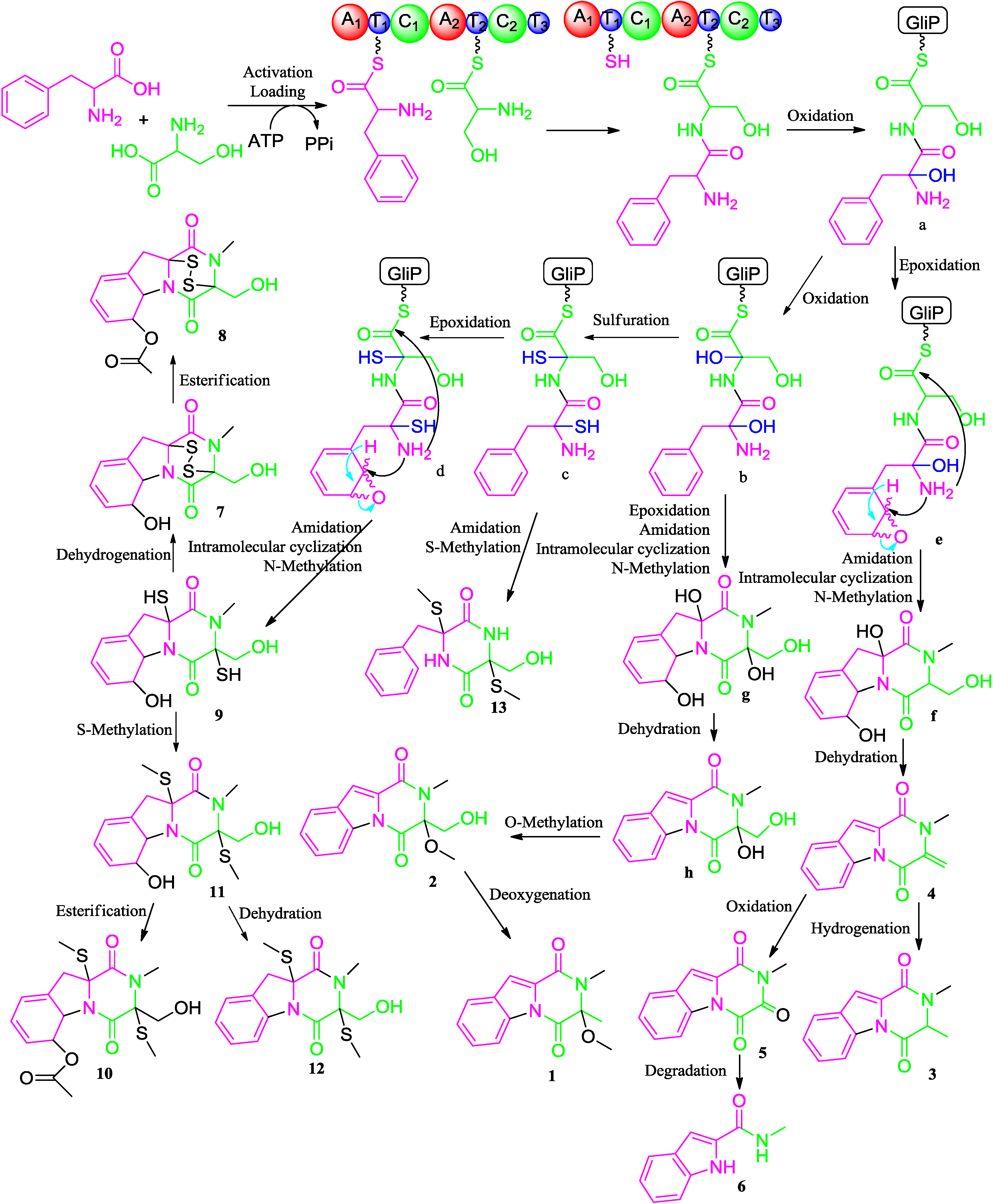 Marinedrugs 12 05657 g004