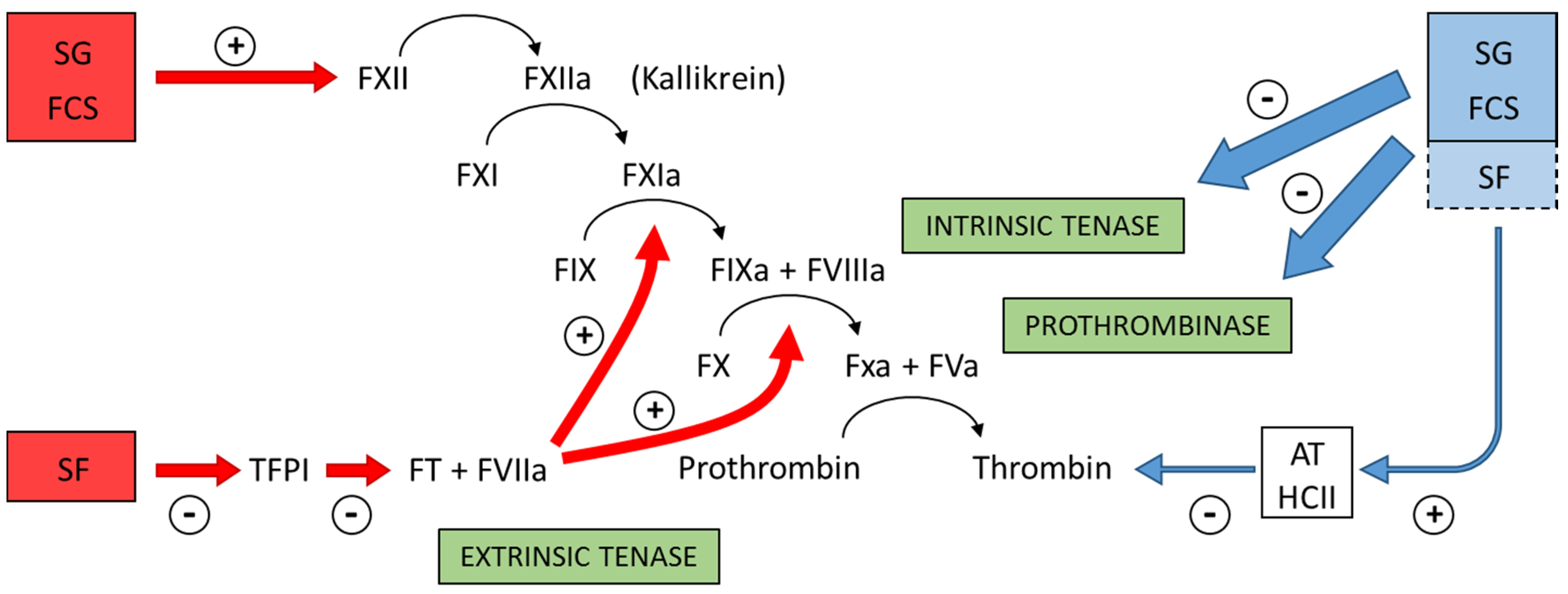 marine drugs free full text perspective on the use of sulfated antithrombotic