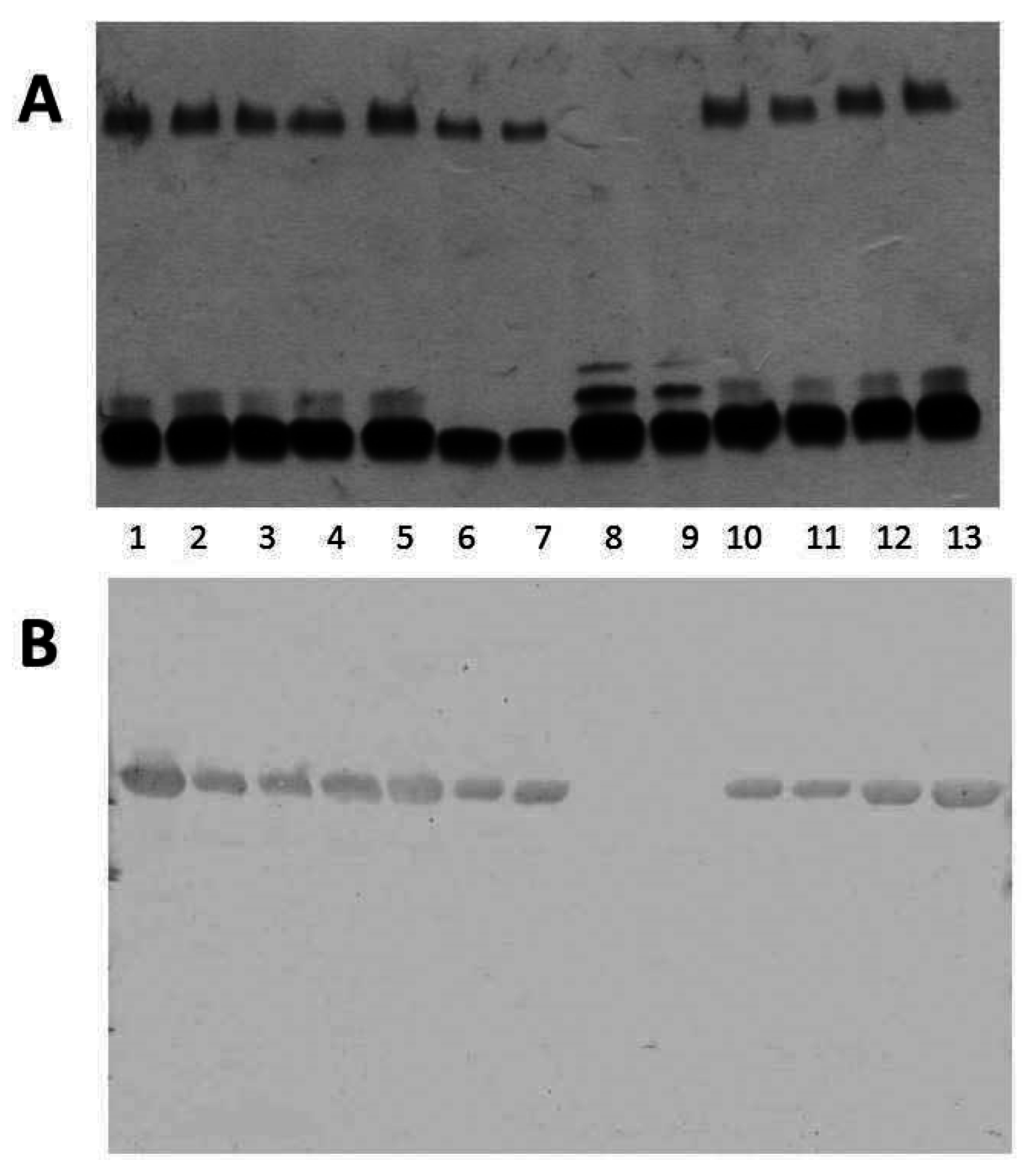 Marinedrugs 13 03791 g004