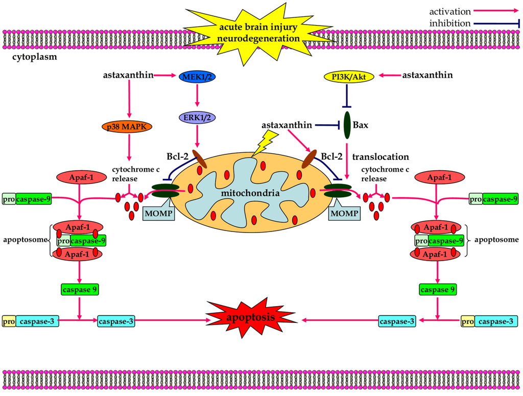 Marine Drugs Free FullText Astaxanthin as a Potential