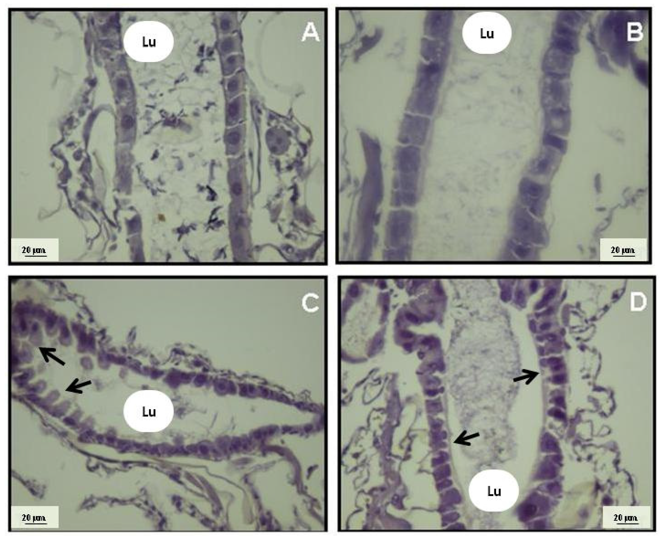 Marinedrugs 14 00020 g007