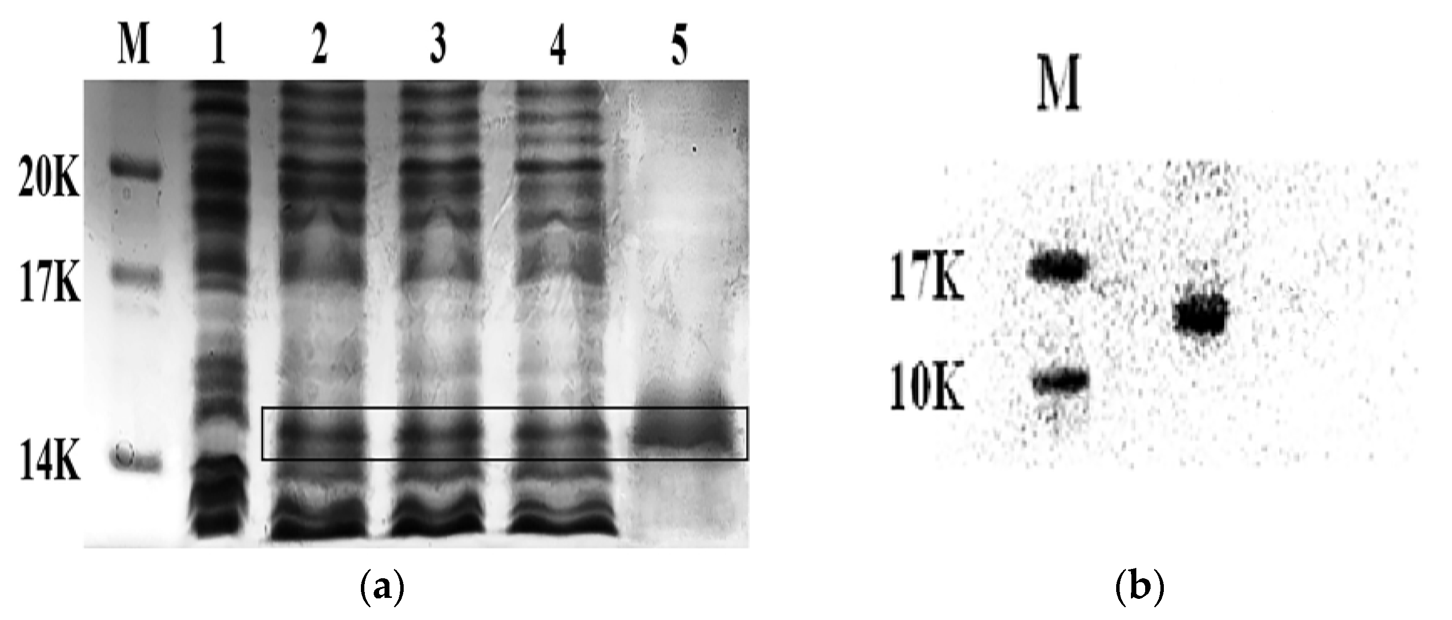 Marinedrugs 14 00047 g001