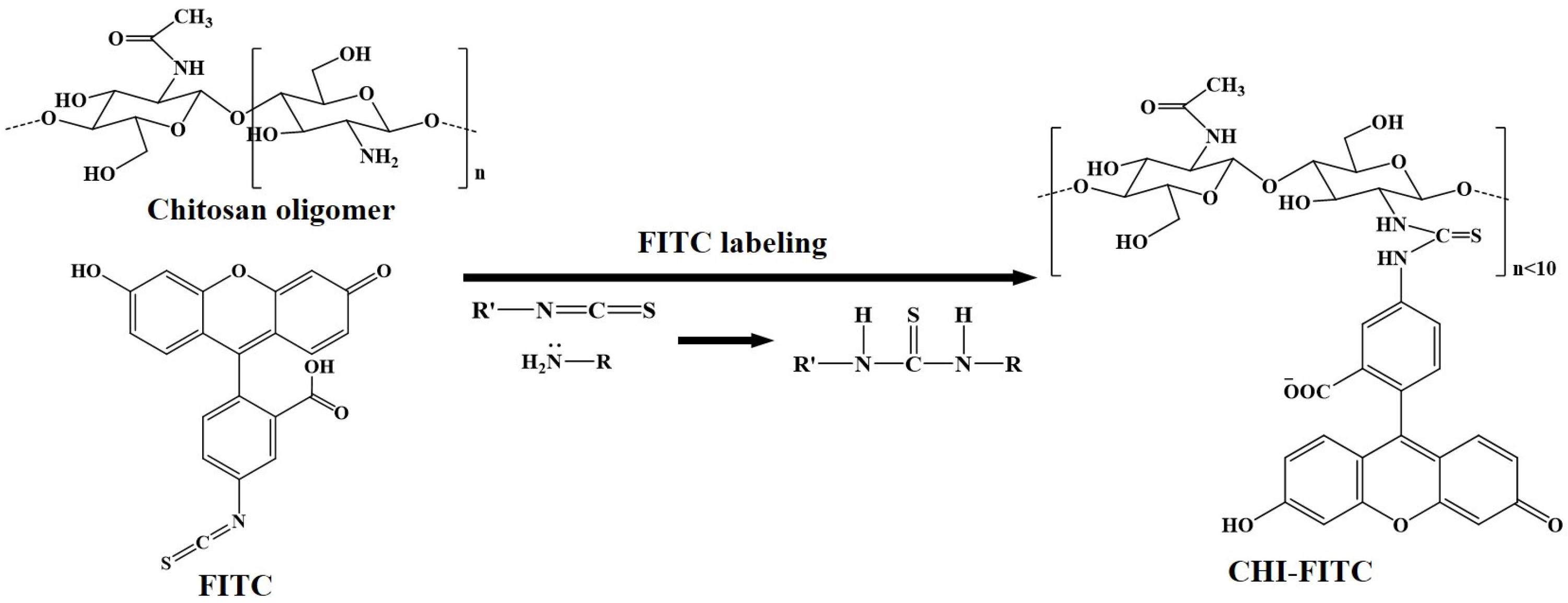 oligomer
