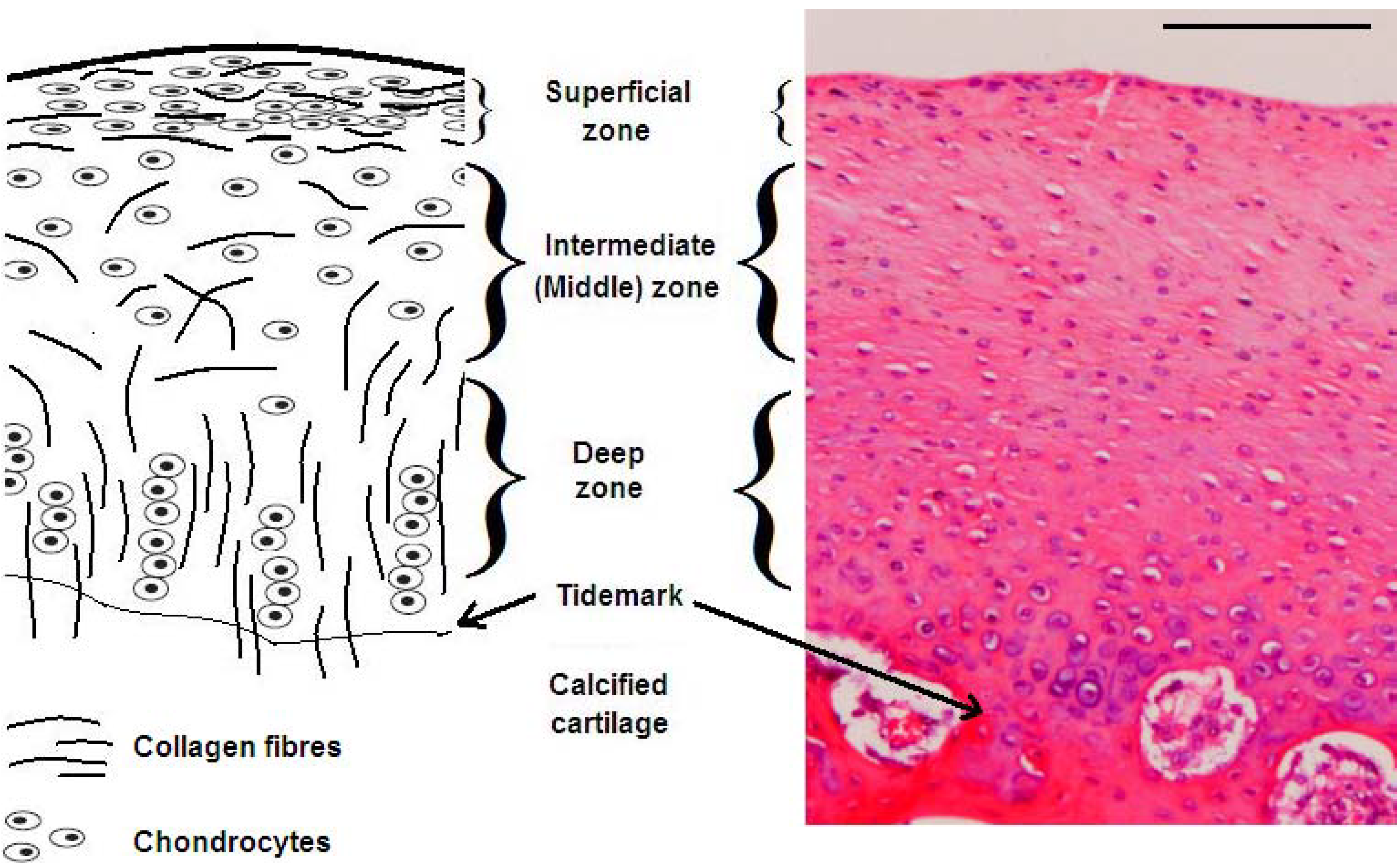 collagen supplements essay | top secret🔥 | ☀☀☀ advanced dermatology collagen supplements ☀☀☀ how eating right and the right exercise will better your health the fat burning kitchen - foods that burn fat, foods that make you fat advanced dermatology collagen supplements,get yourself ready for the summer, easy as 1-2-3. collagen supplements essay | top secret🔥 | ☀☀☀ advanced dermatology collagen supplements ☀☀☀ how eating right and the right exercise will better your health the fat burning kitchen - foods that burn fat, foods that make you fat advanced dermatology collagen supplements,get yourself ready for the summer, easy as 1-2-3.