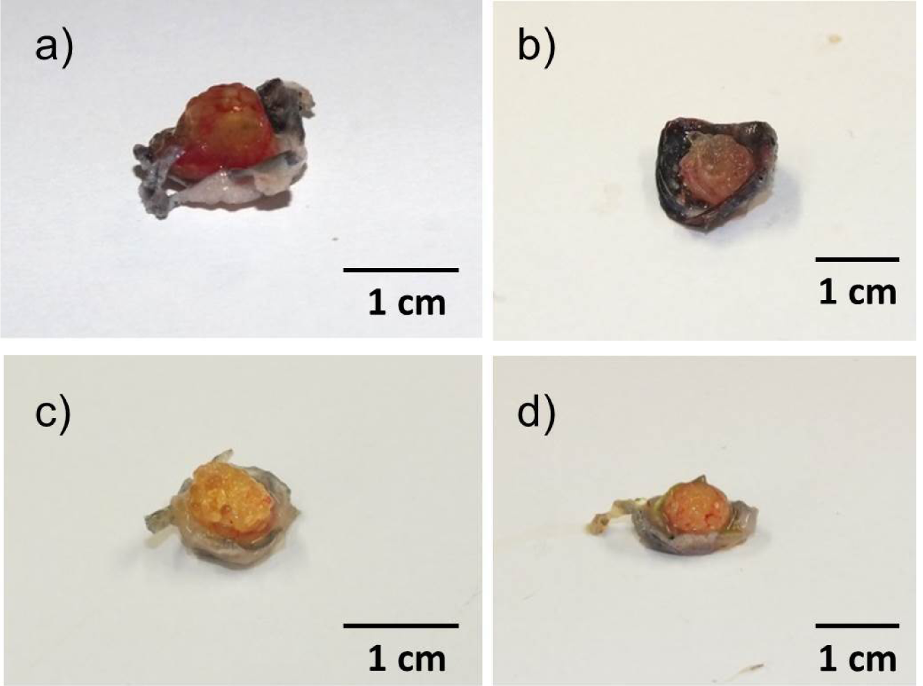 alginate properties and biomedical applications alginate properties and biomedical applications