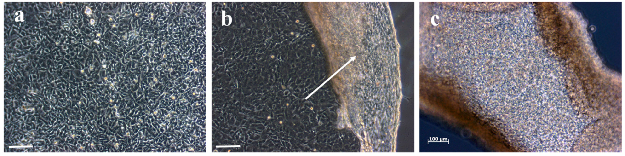 Materials 09 00854 g008