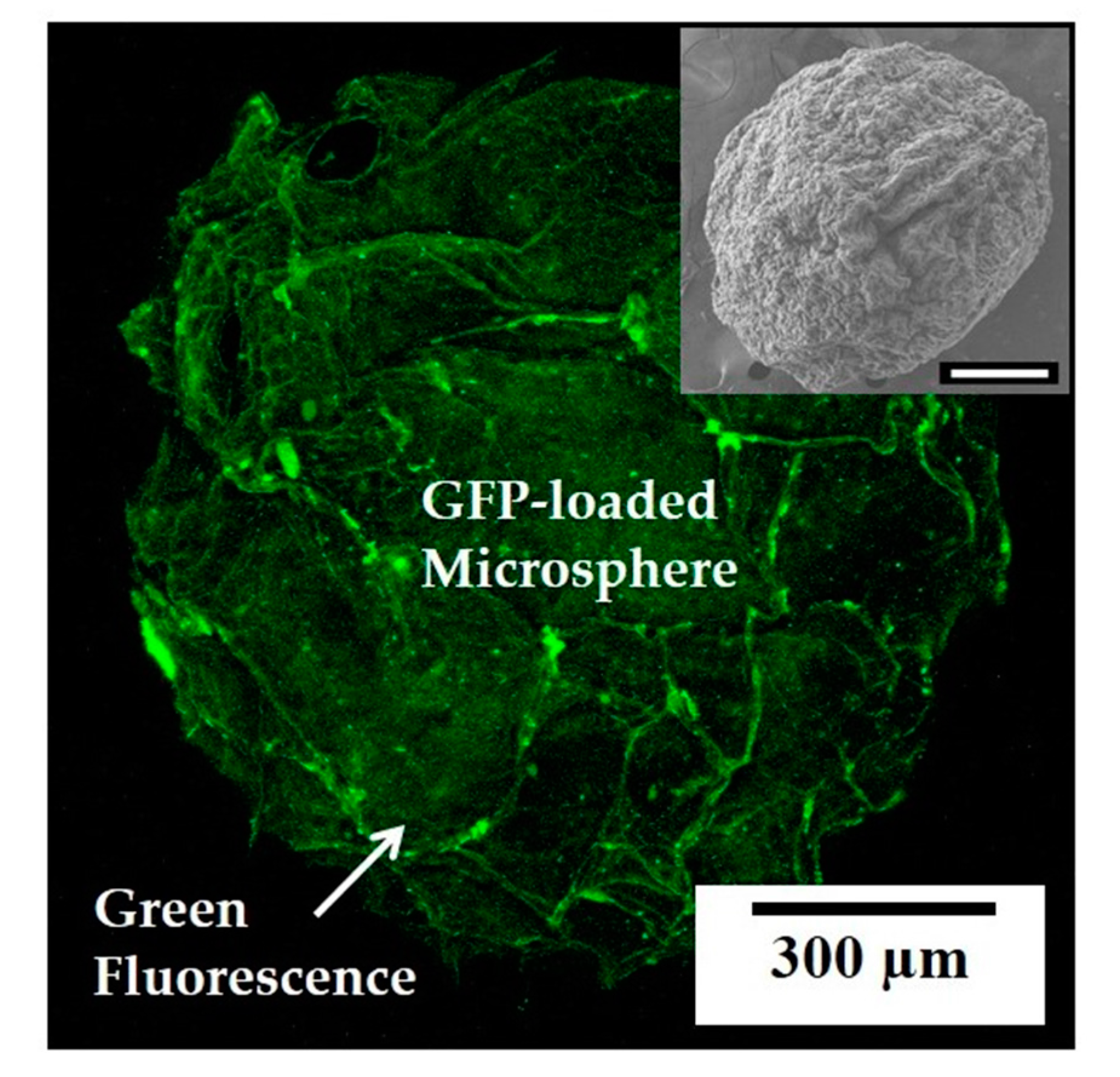 Materials 10 01110 g010