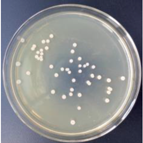 Materials 11 00323 i004