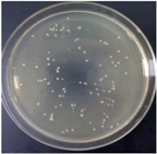 Materials 11 00323 i005