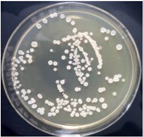 Materials 11 00323 i012