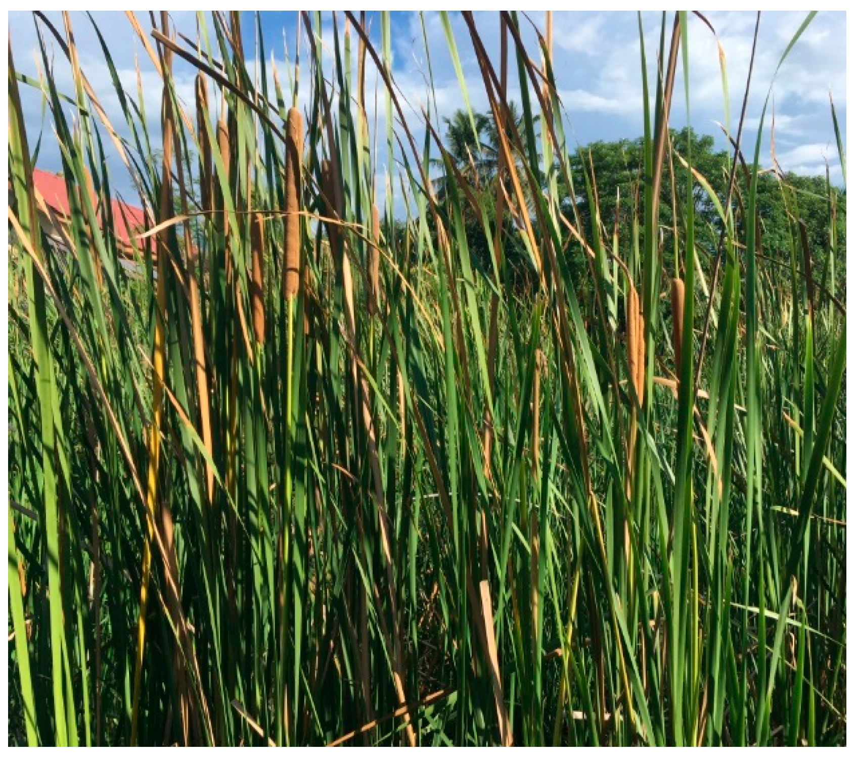 Materials 12 02225 g001