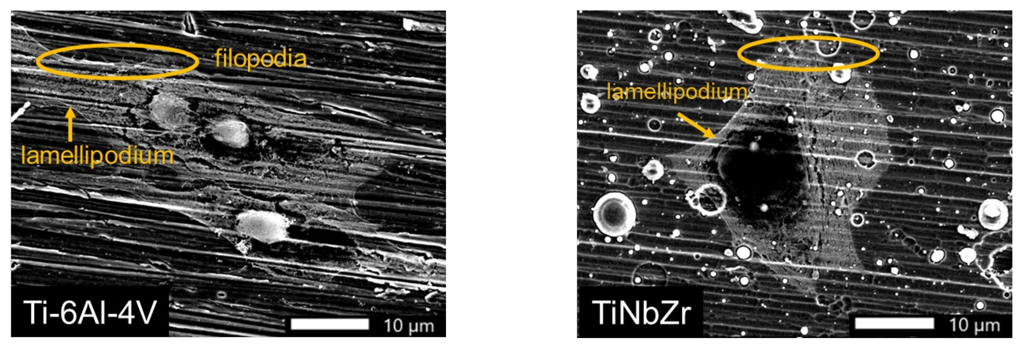 Materials 15 00029 g010a