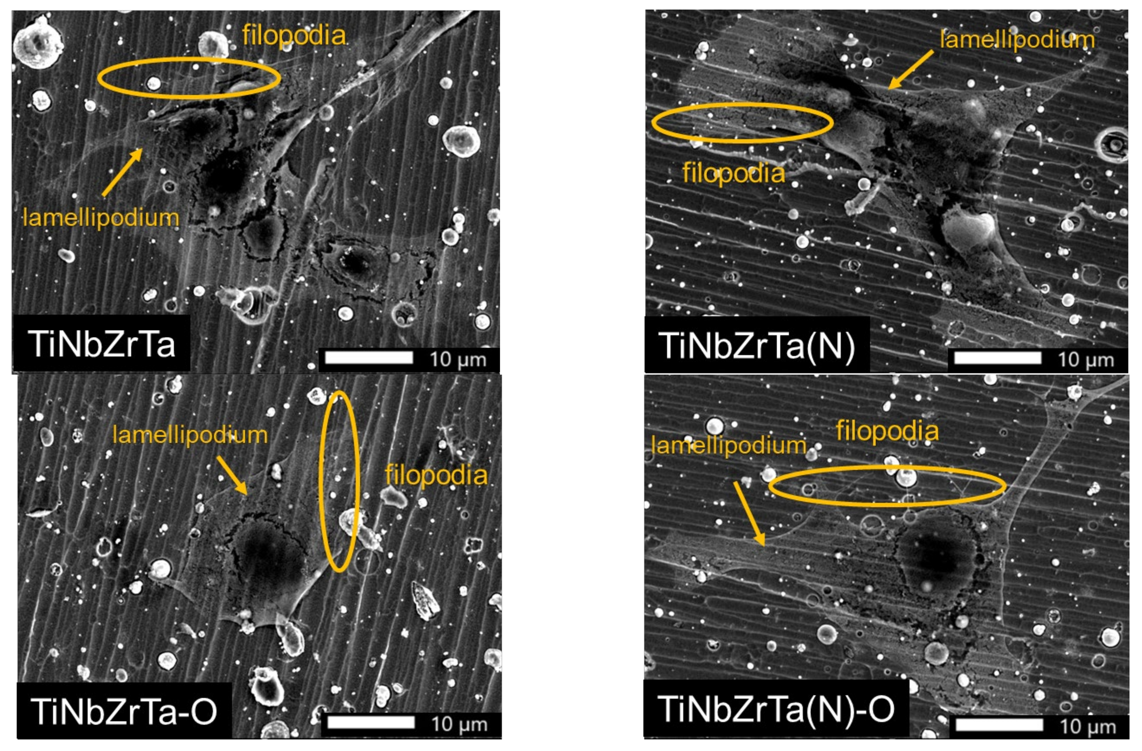Materials 15 00029 g010b