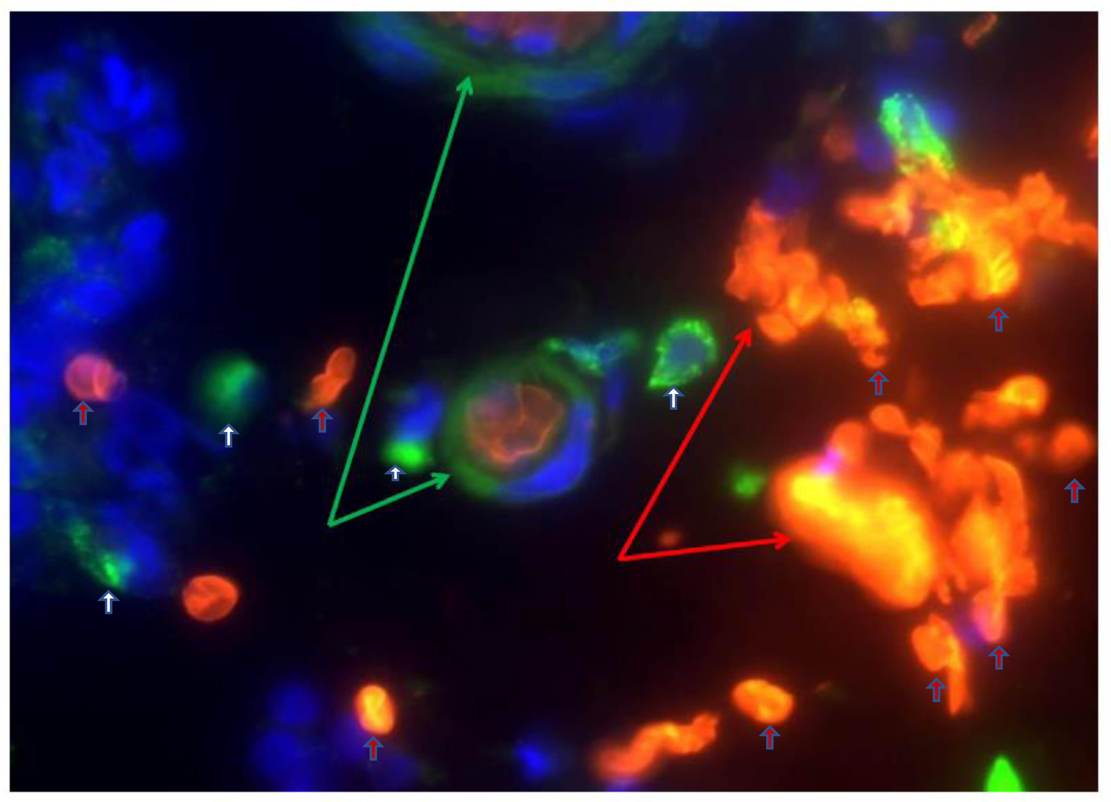 Medicina 59 01254 g002