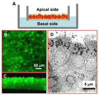 Medsci 01 00002 g001 200