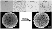 Medsci 02 00051 g001 200