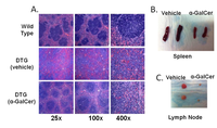 Medsci 02 00082 g004 200