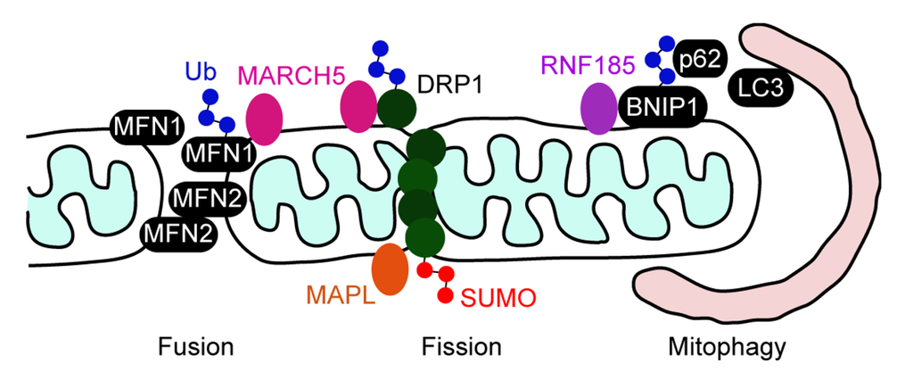 Membranes 01 00354f5 1024