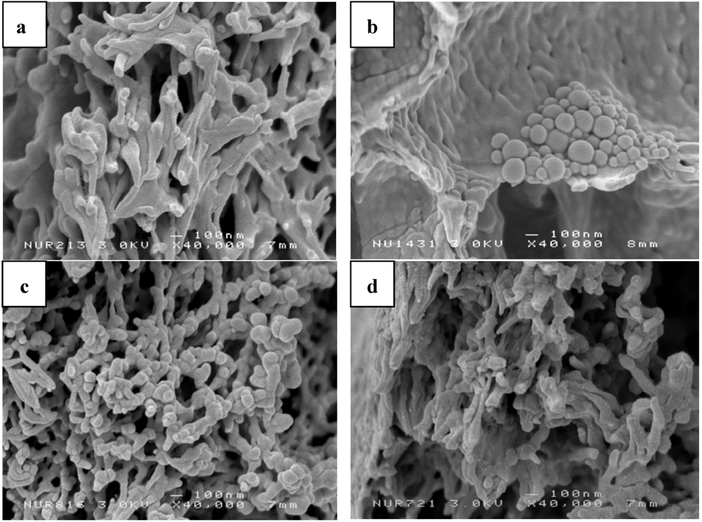Membranes 02 00198 g003 1024