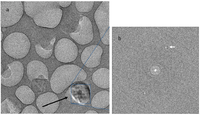 Membranes 03 00424 g002 200