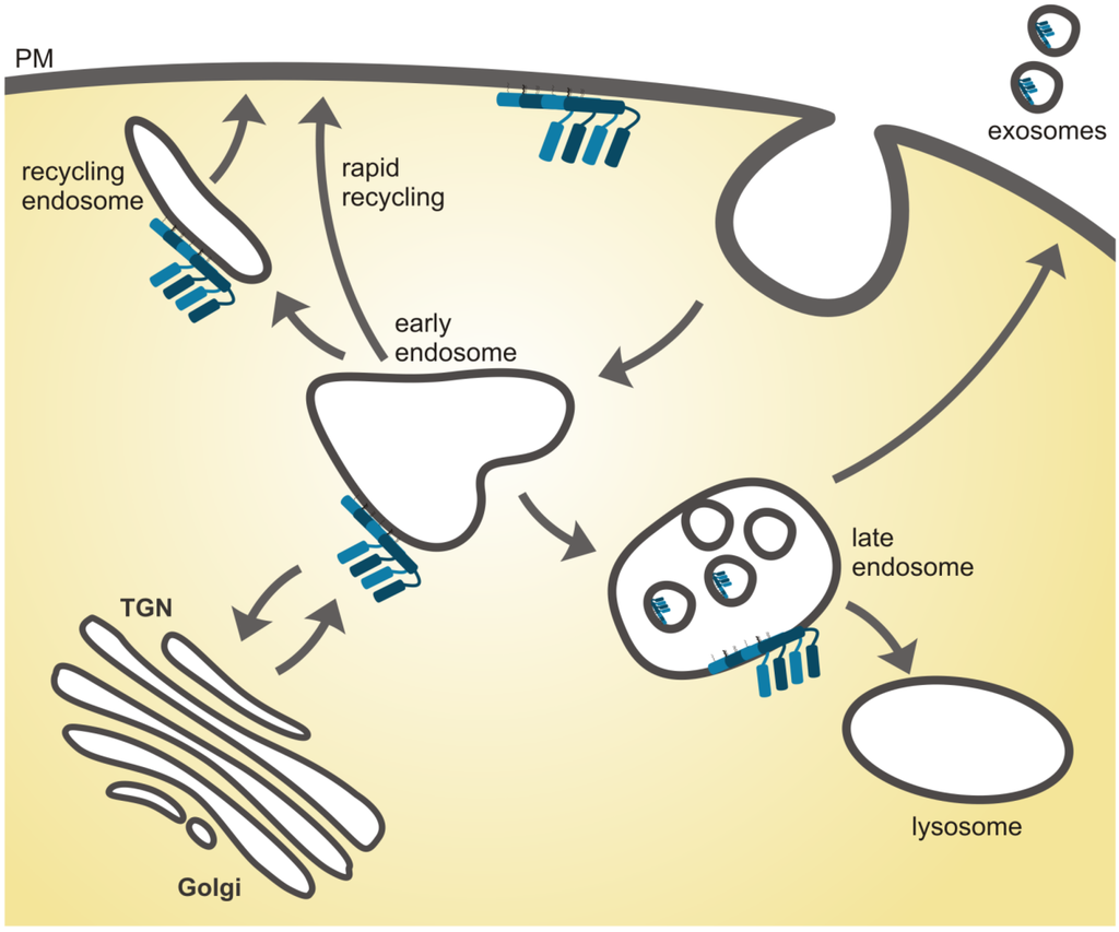 Membranes 04 00356 g002 1024