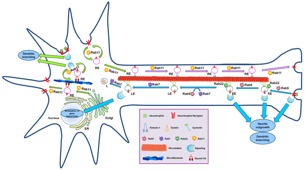 role of integrins in cell invasion and migration pdf