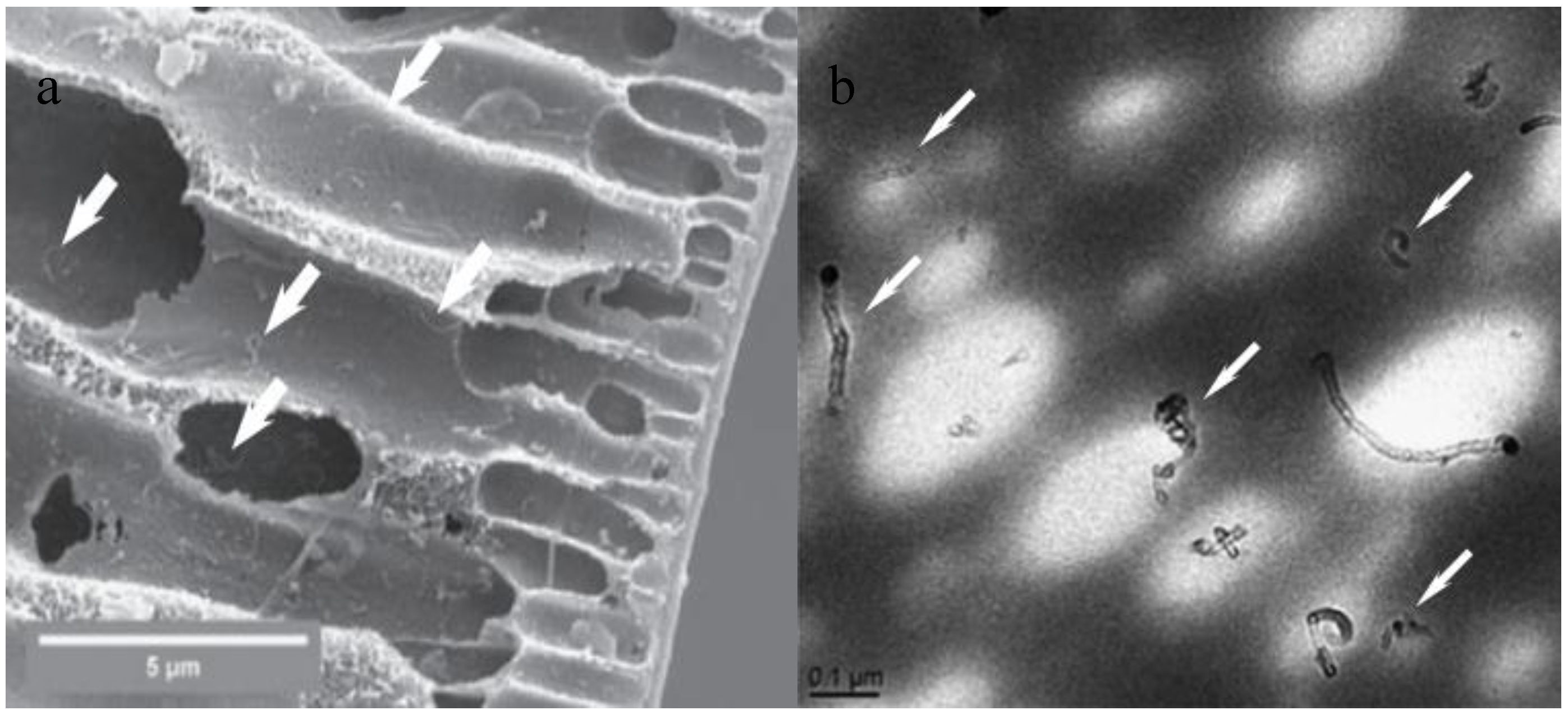 Membranes 07 00016 g008