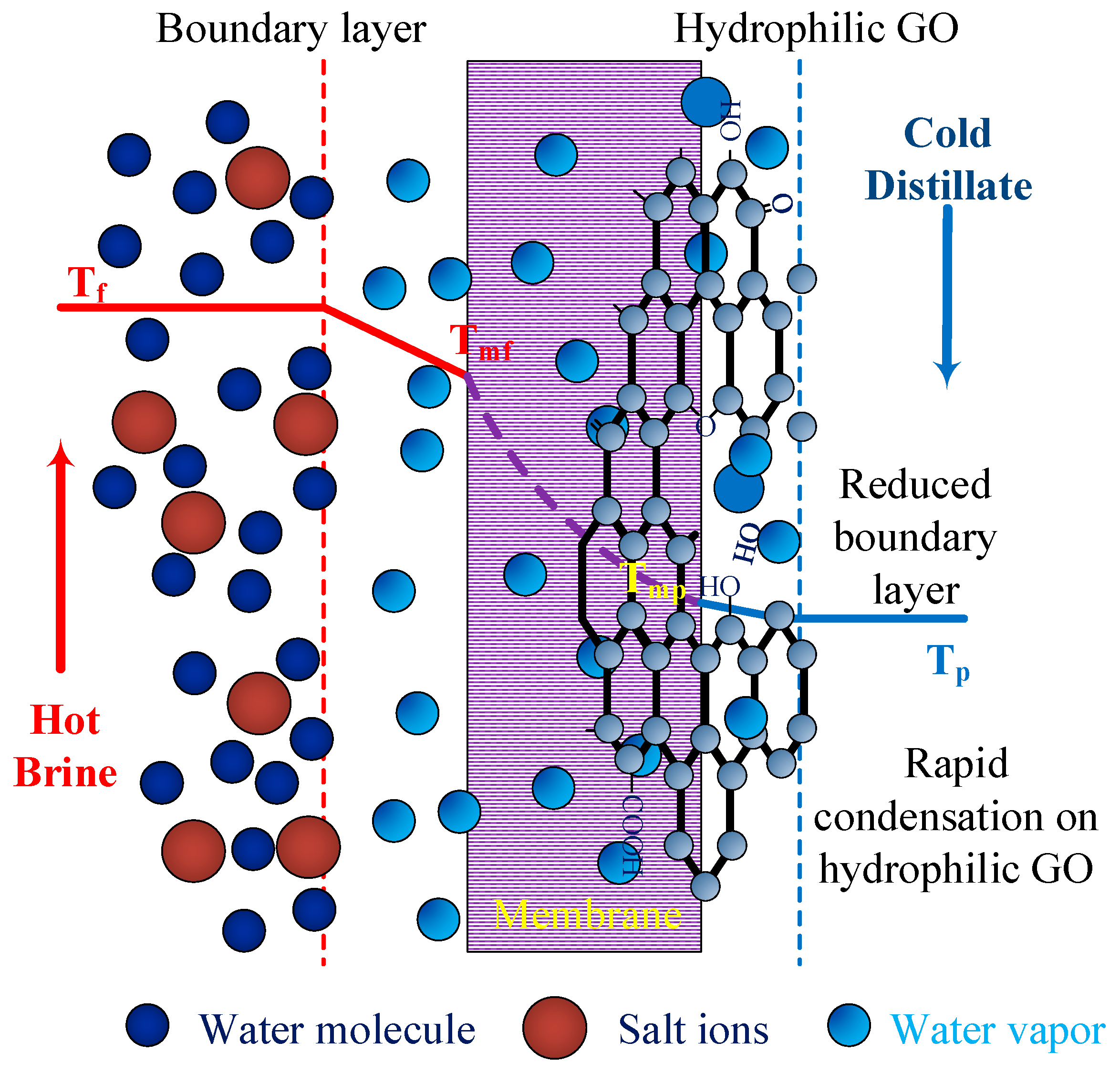 Membranes Free FullText Immobilization of Graphene Oxide on the
