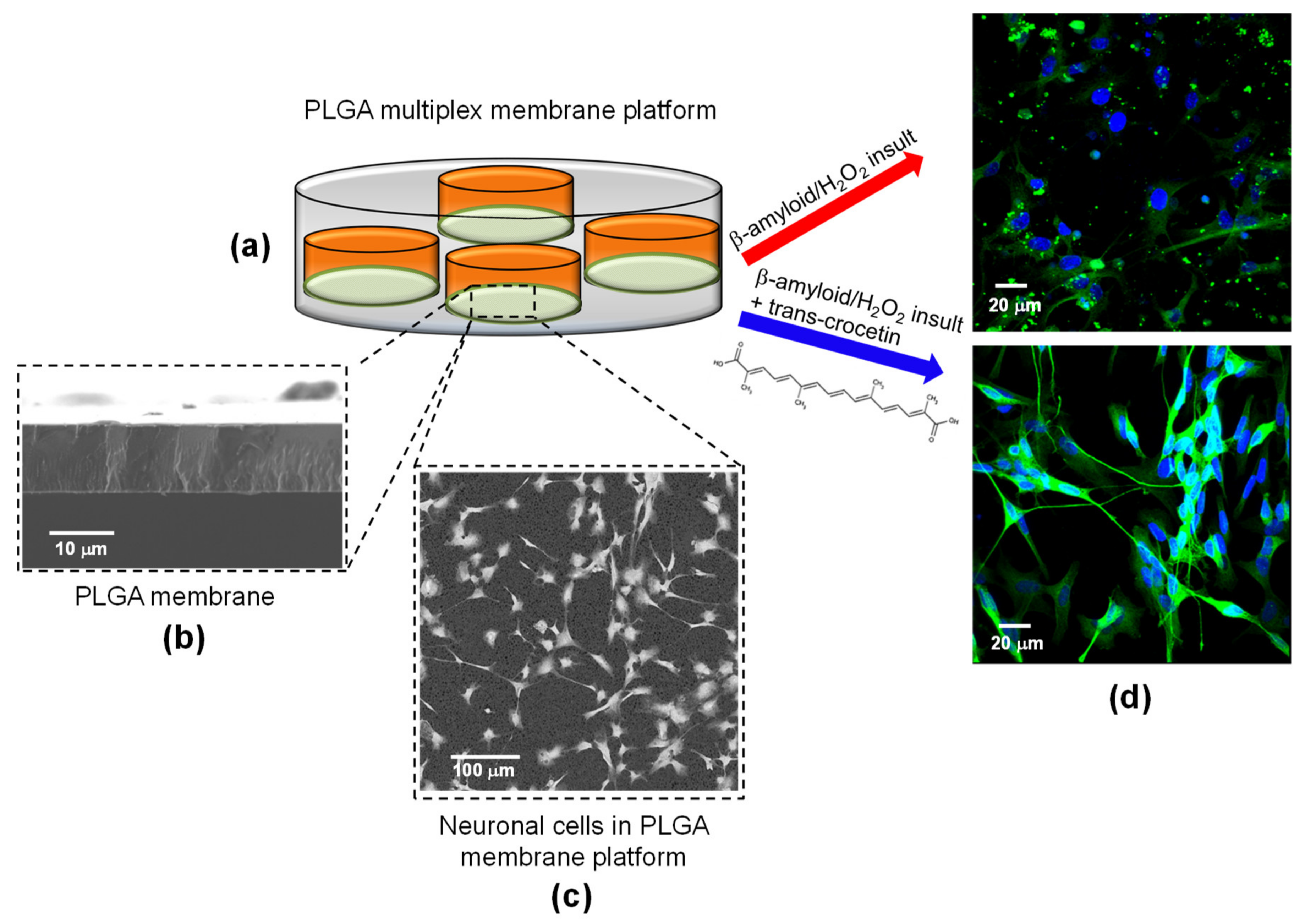 Membranes 11 00112 g001