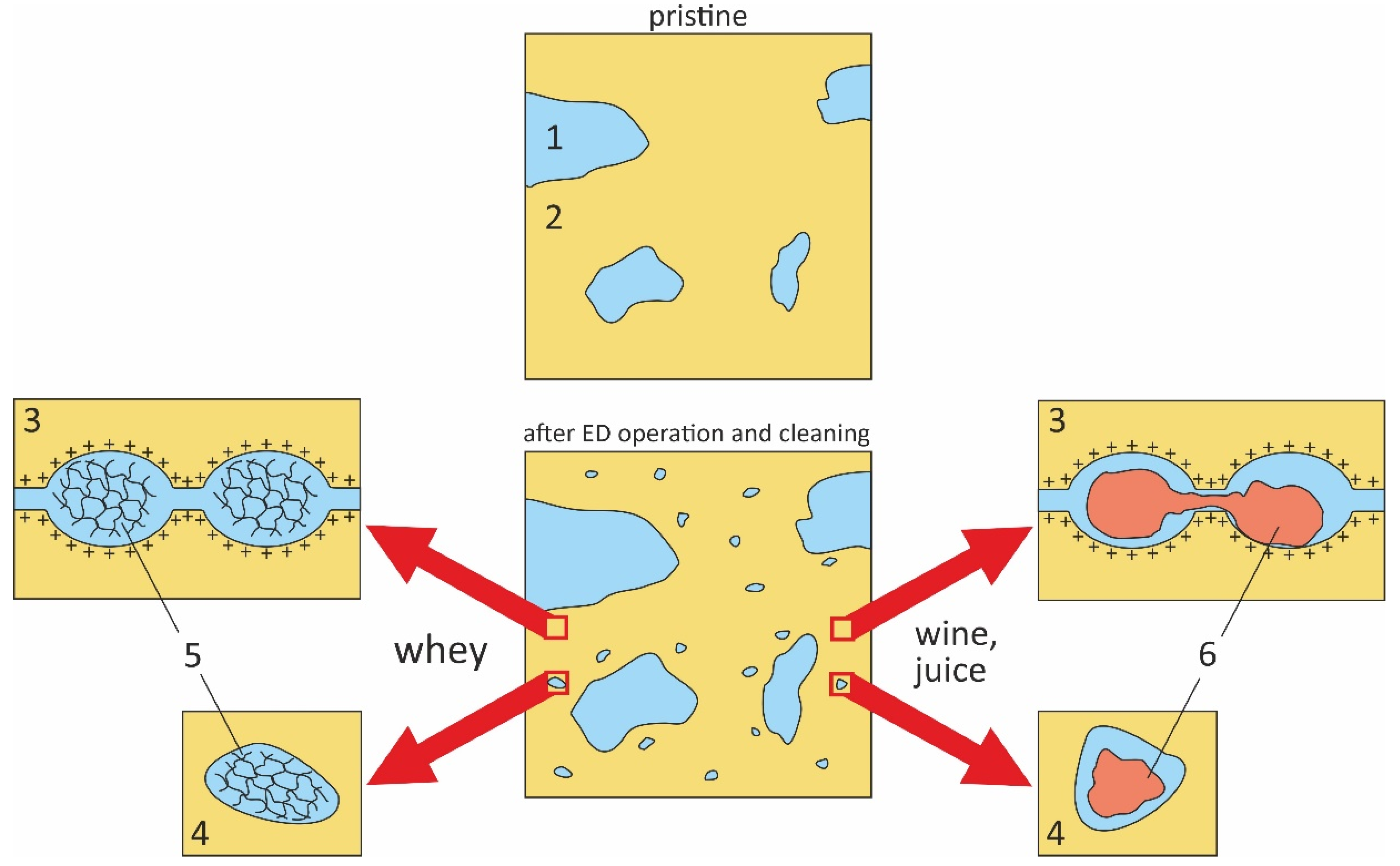 Membranes 11 00811 g002
