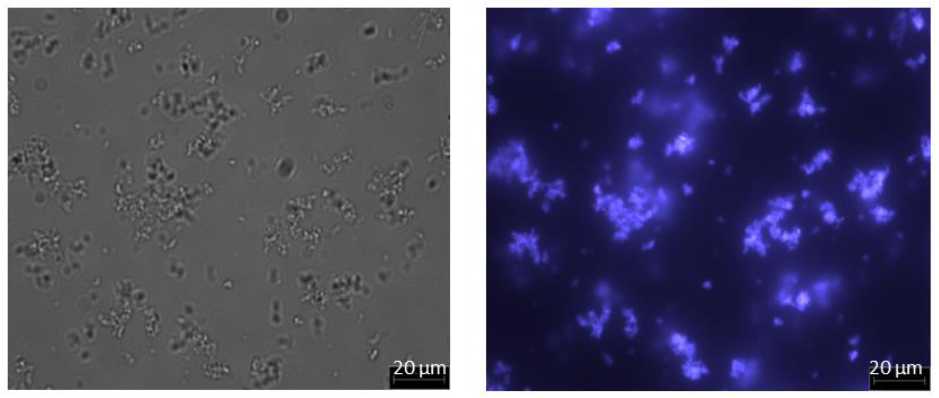 Membranes 13 00182 g004