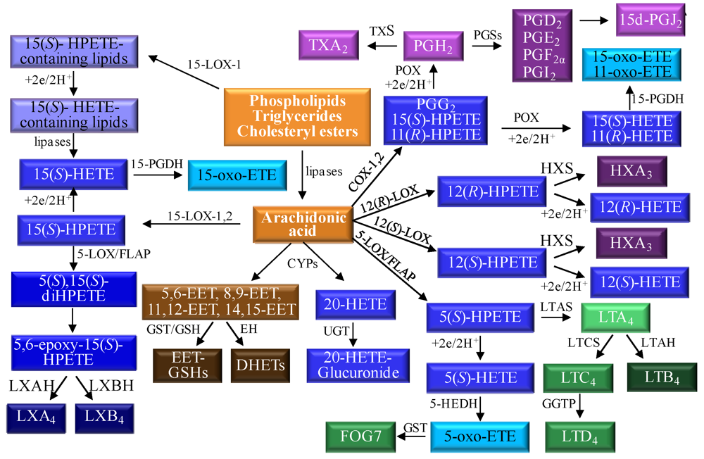 Metabolites 02 00337 g001 1024