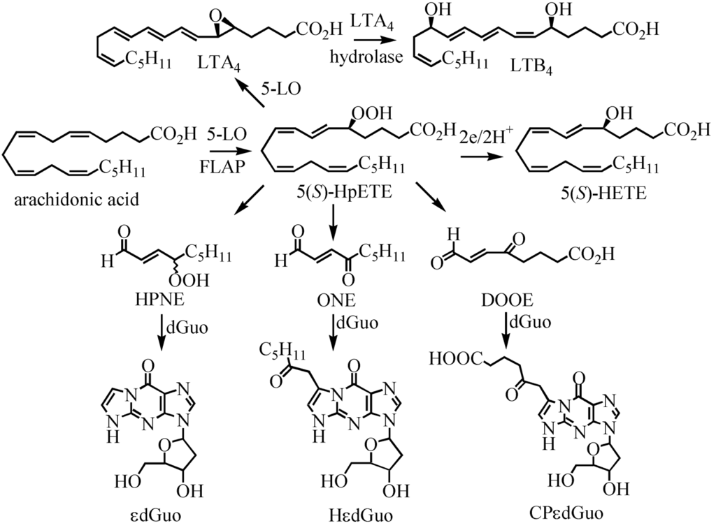 Metabolites 02 00337 g005 1024