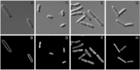 Metabolites 02 00756 g004 200