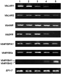 Metabolites 03 00185 g004 200