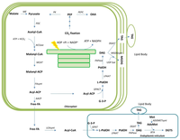 Metabolites 03 00325 g002 200