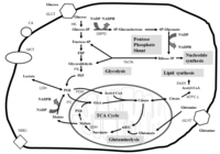 Metabolites 03 00552 g002 200