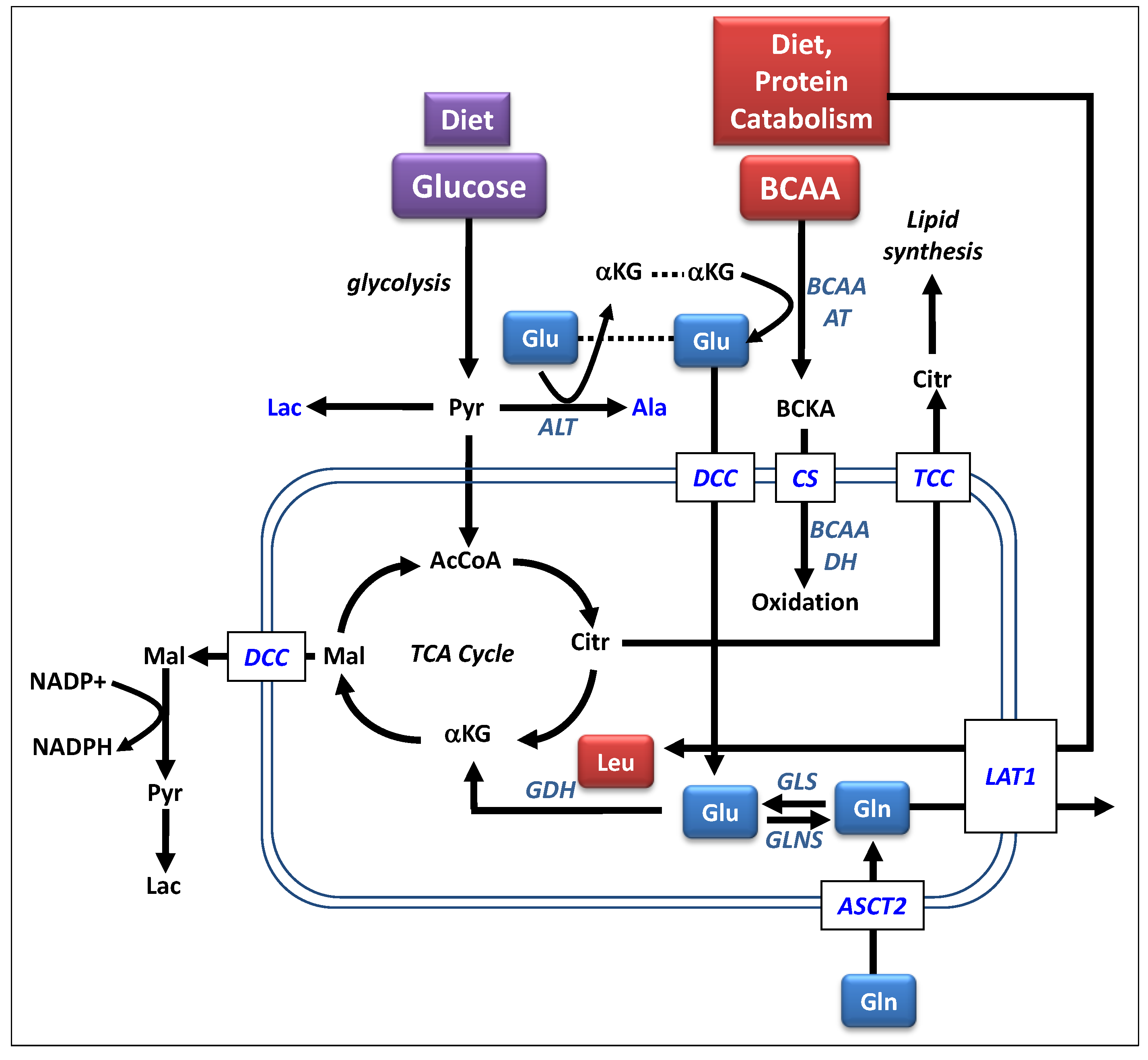 Metabolites Free FullText The Complex Role of Branched Chain Amino