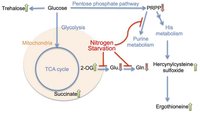 Metabolites 03 01118 g004 200