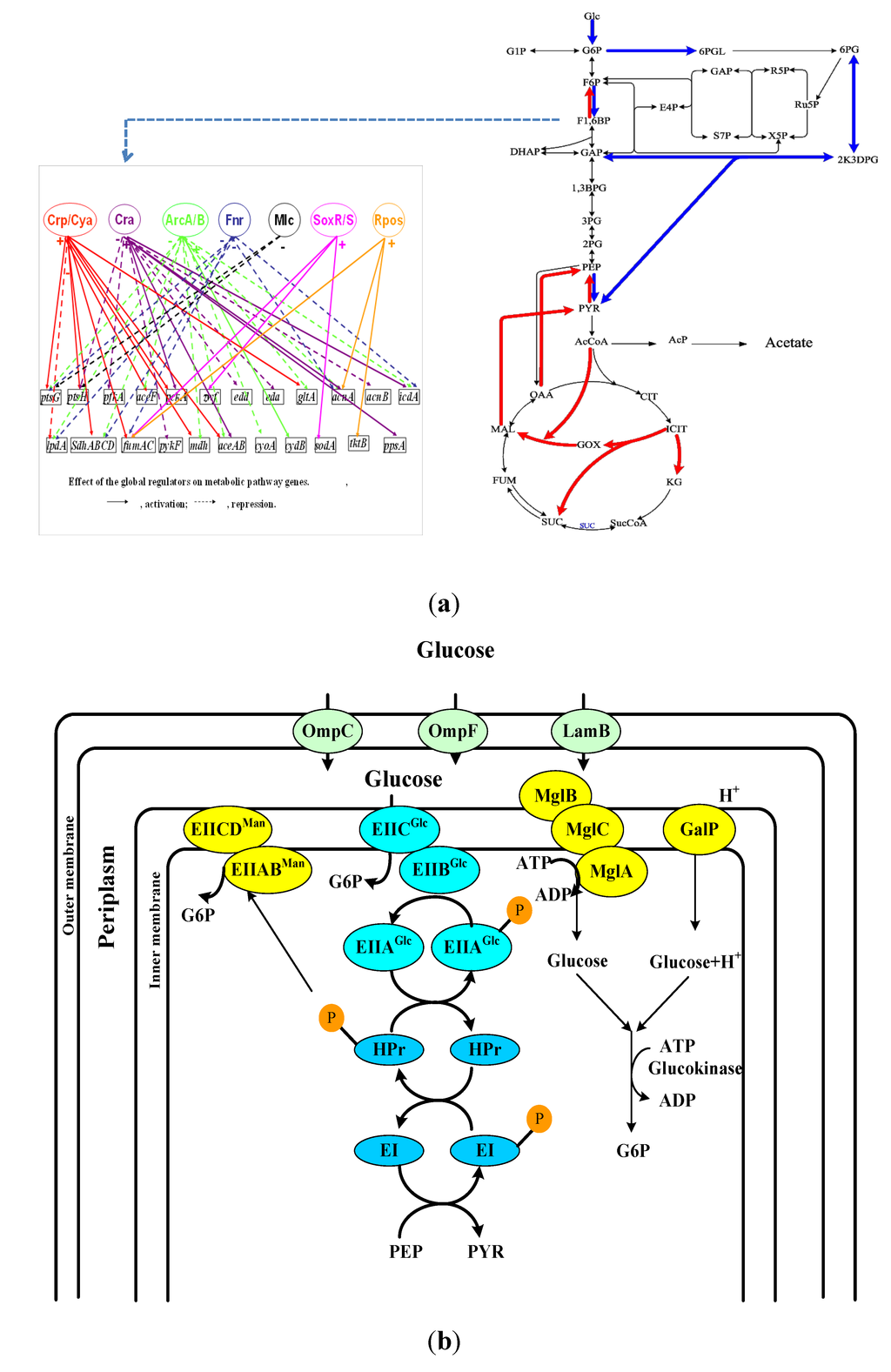 Metabolites 04 00001 g001 1024