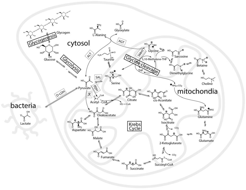 Metabolites 04 00053 g002 1024