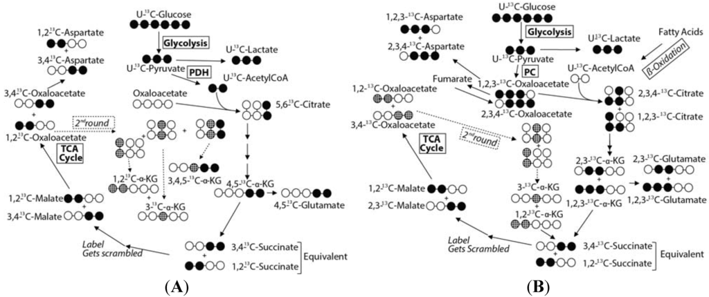 Metabolites 04 00053 g005 1024