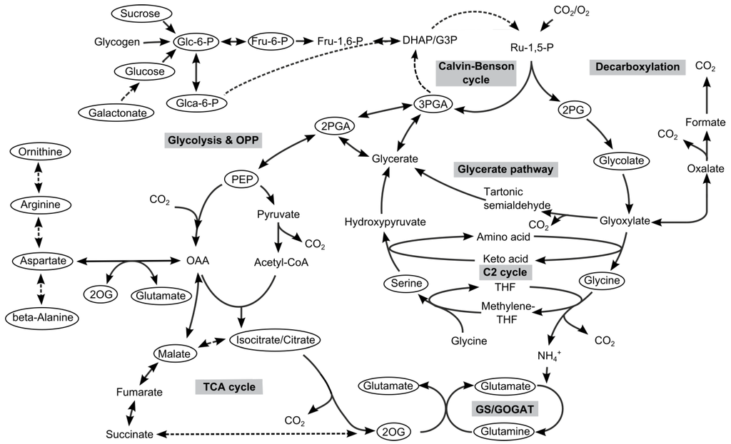 Primary Metabolites And Secondary Metabolites Pdf